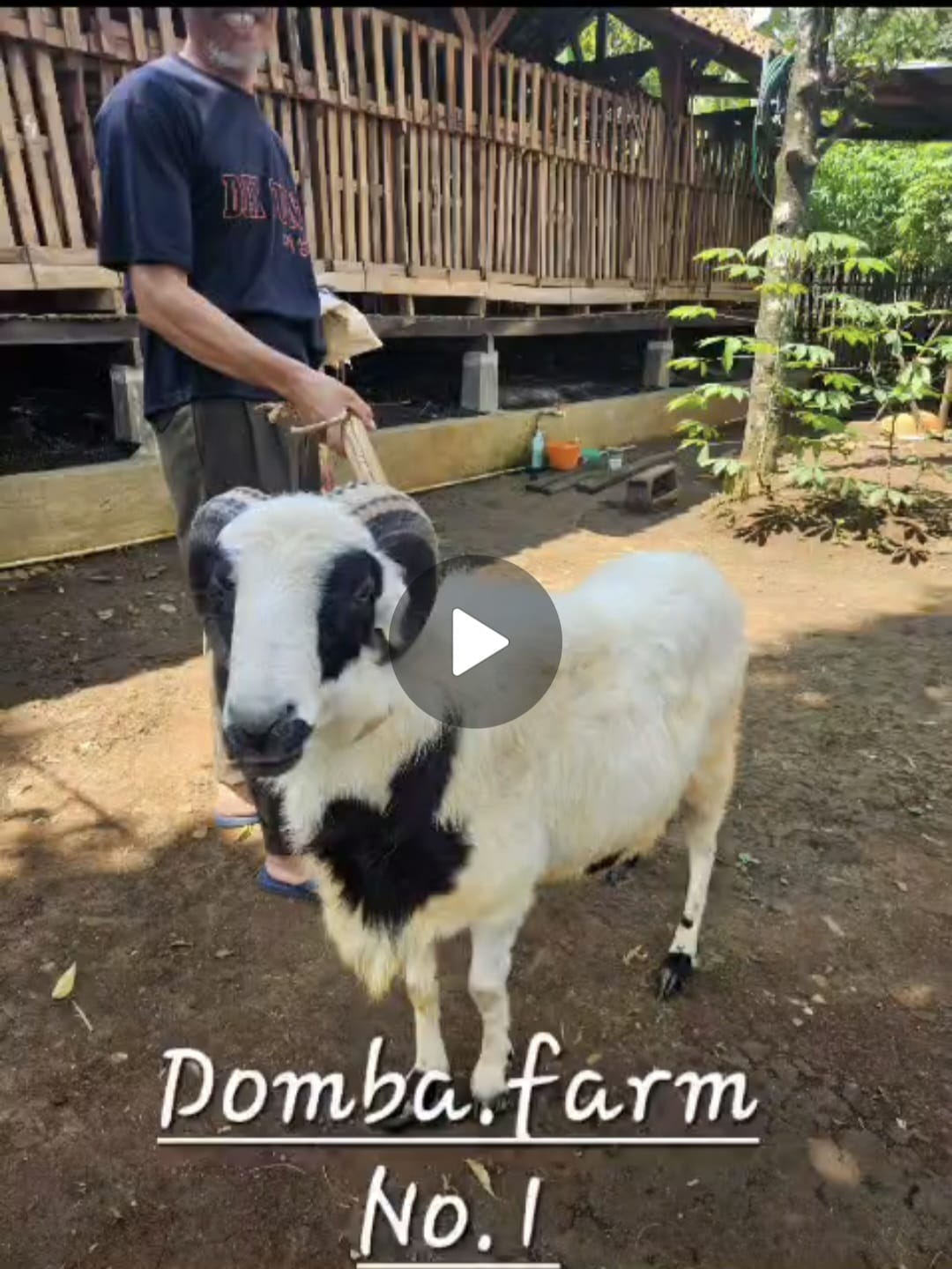 Domba Medium