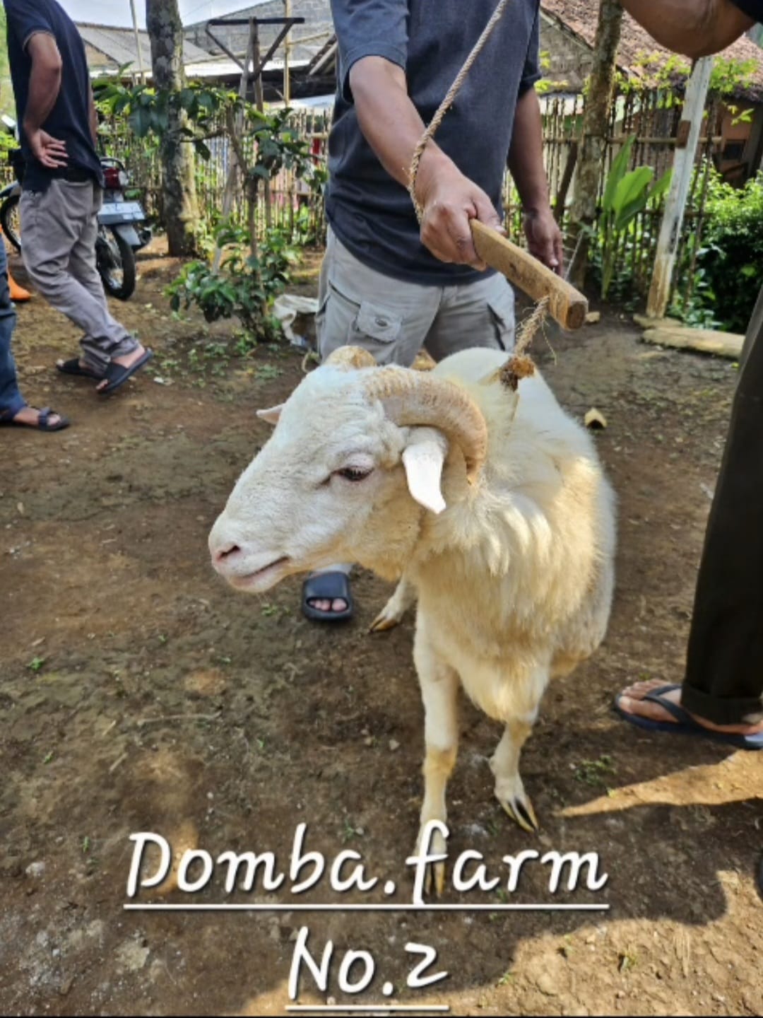 Domba Medium