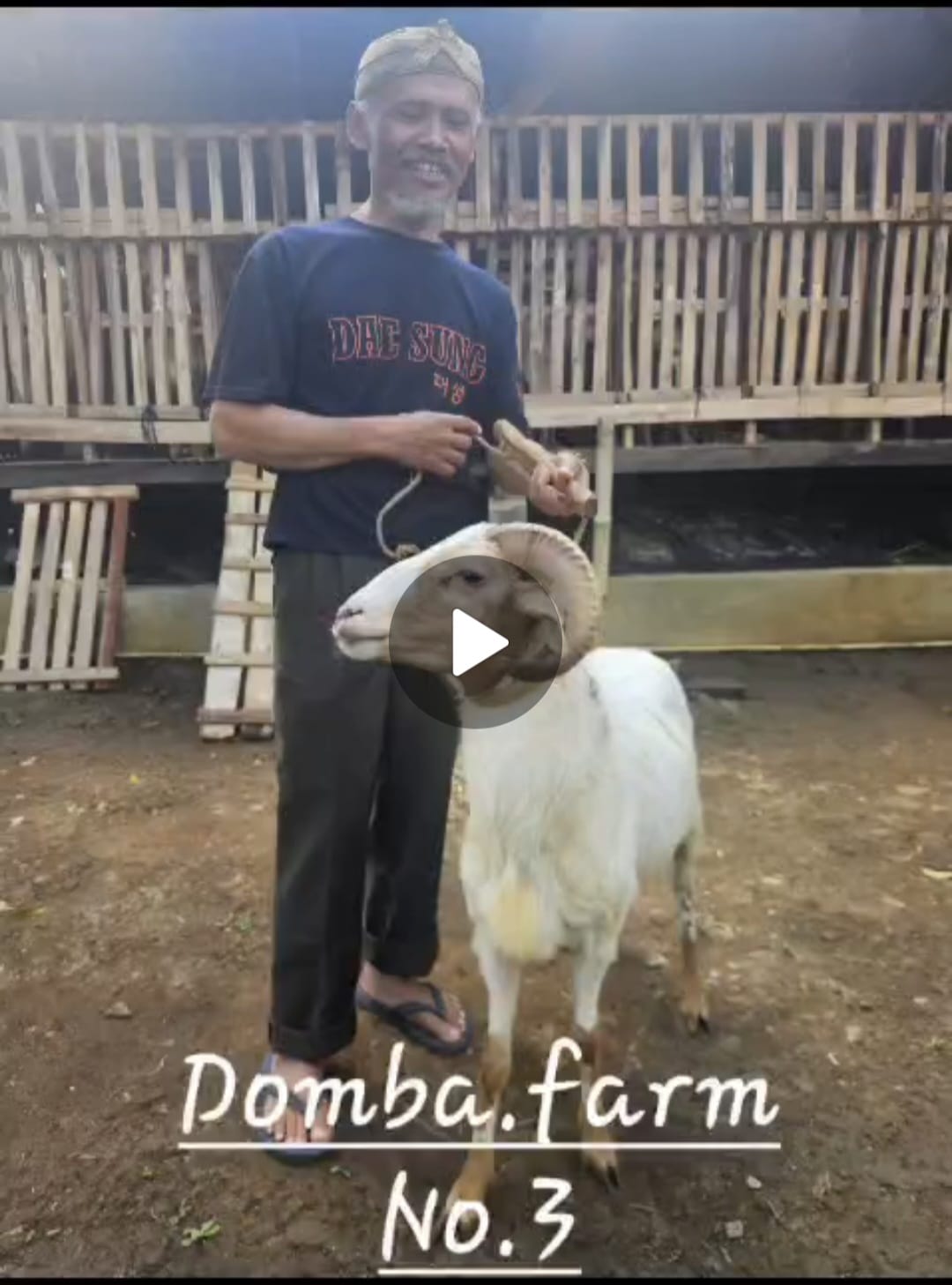 Domba Medium