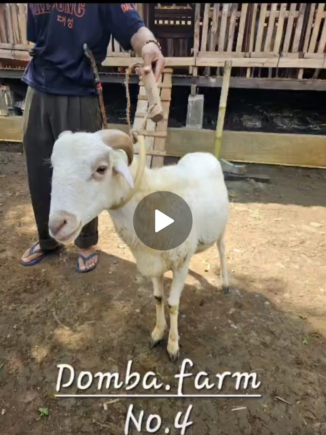 Domba Medium