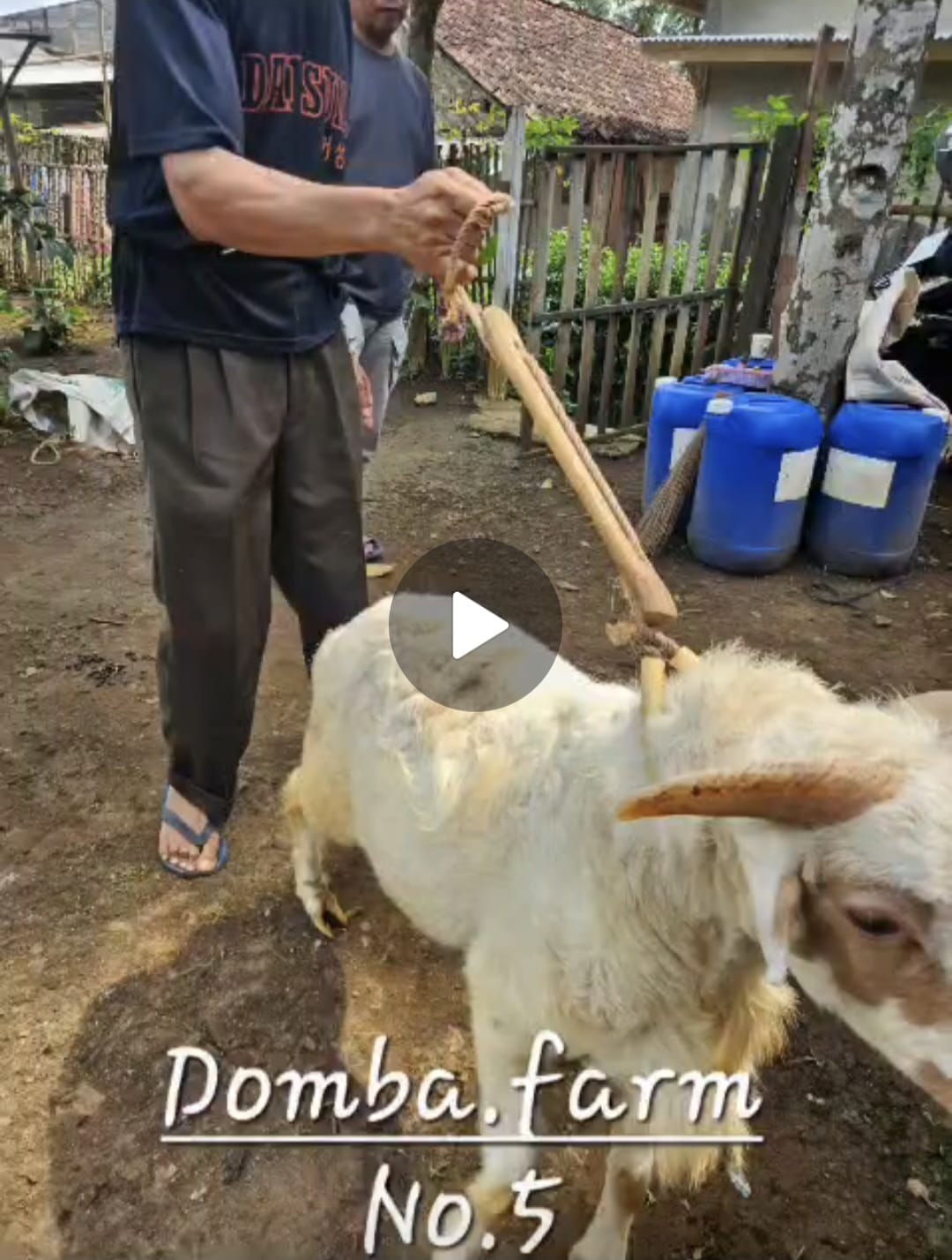 Domba Medium