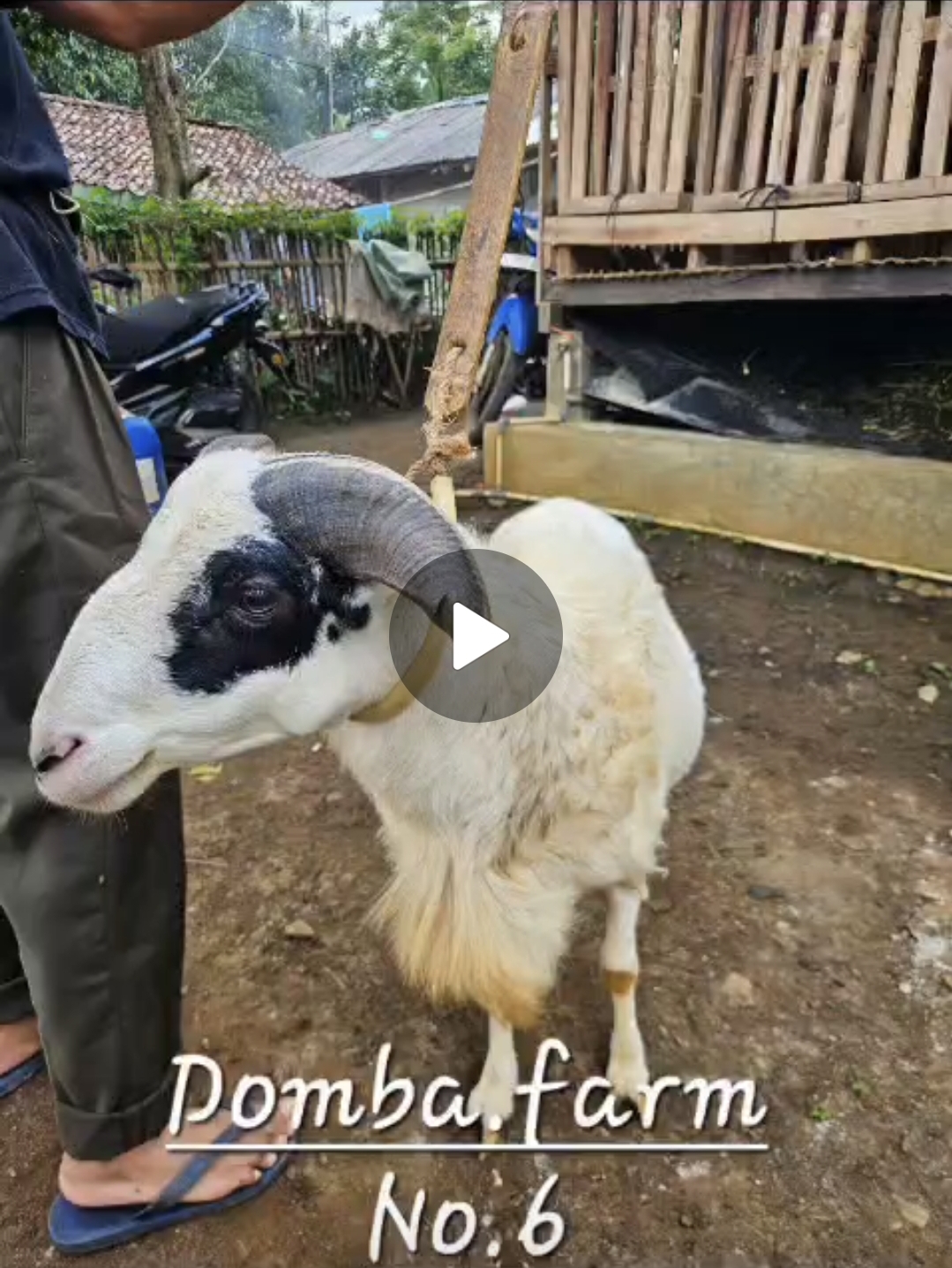 Domba Medium